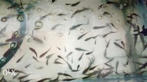 Gurra ruffa fish(doctor fish)