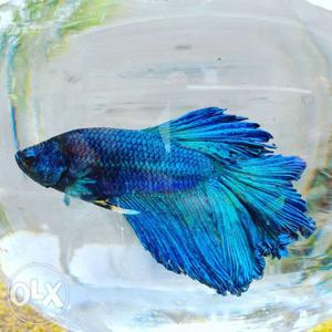 HalfMoon high quality Betta fishes male for sale