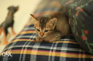 Hi there is a kitten for adoption, female one 25