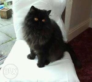 High breed persian black male cat..