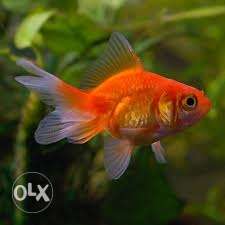 I want to exchange my goldfish(2.5inch) with any similar
