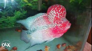 Imported PP Bloodline Flowerhorn for Sell.