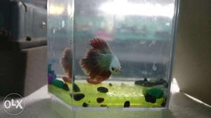Imported fightr/betta fishes available. Healthy