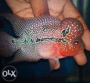 Imported srd Flowerhorn fish available