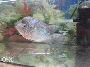 Kamfa male flowerhorn for sales shipping possible all over