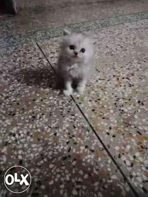 Light gray persian kitten for sell in lowest price