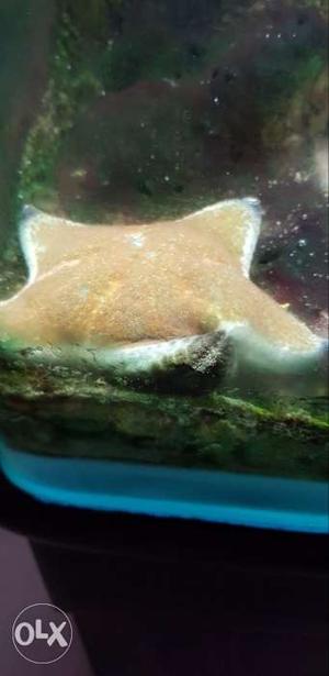 Live Star Fish available for Marine ocean salt