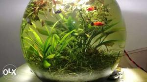 Live planted aquarium pot