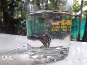 MOSCOW BLUE GUPPY Rs. 200 for 10 nos