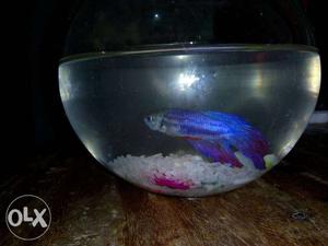 Male Betta fish with bowl