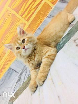 Male Persian Cat For Sale 4 Months Old