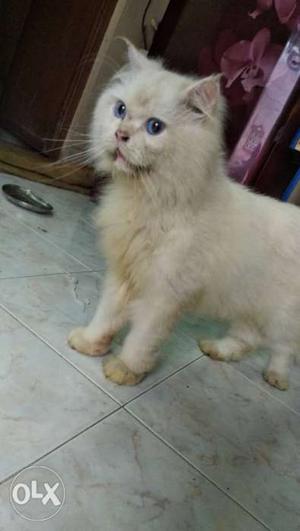 Male Persian cat available for mating, White cat