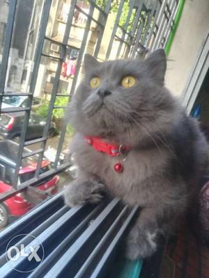 Male cat Persian doll face available for mating. NOT FOR