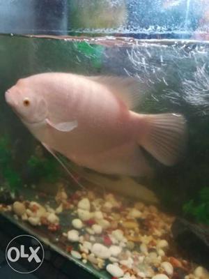 Male gaint gourami active fish