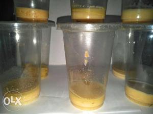 Micro Worm Culture Very Fast Breeding Worm For