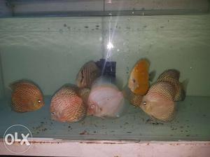 Mix lot of discus fish breeding size 10 pcs for sale at