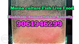 Moina culture Fish Live Food