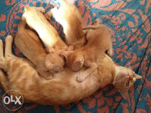 Mother cat with 4 kittens