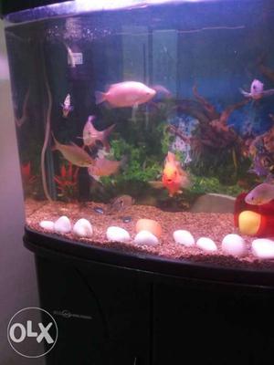 Nice fish tank with cabinate reason to sell I buy