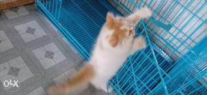 Orange And White Tabby Cat