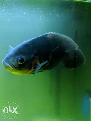 Oscar fish 10 inch+ very healthy