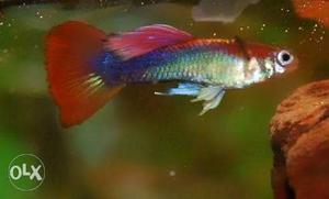 Pair of Rainbow Guppy fish.