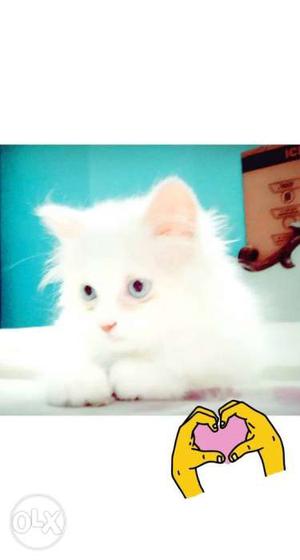 Parsian cat for sale only eight thousand rupees