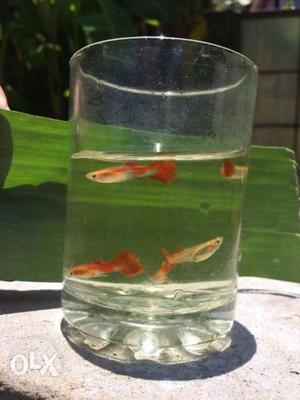 Partial red guppy for sale