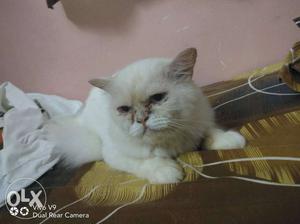 Percian cat 1 year full white ready to mating