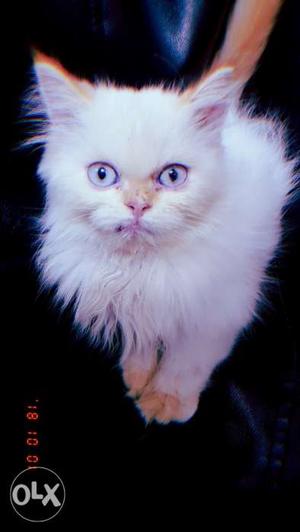 Persian Cat 3 months Old kitten.Will provide Food Bag worth