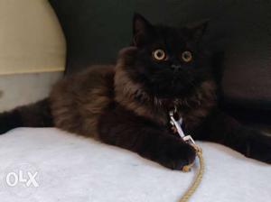 Persian Cat 4 months old (Male)