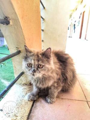 Persian Cat 5 months old Fully vaccinated Toilet