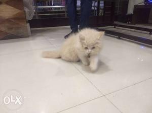 Persian Cat Colour: White Age: 2 months Gender