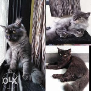 Persian Kittens for sale