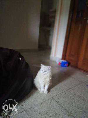 Persian Male 7 months and female 4 months persian cat for