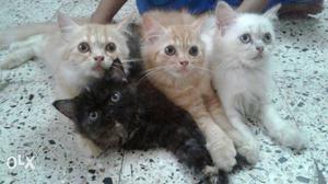 Persian cat 2 month kitte for sell