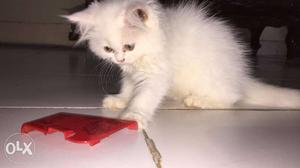 Persian cat 2 months kitten