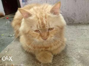 Persian cat 2 year age