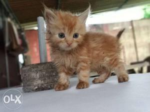 Persian cat doll face 1 month old