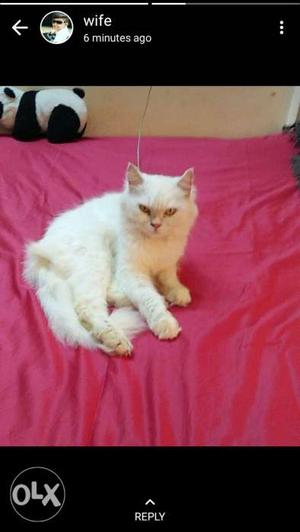 Persian cat female 12 month old very loving