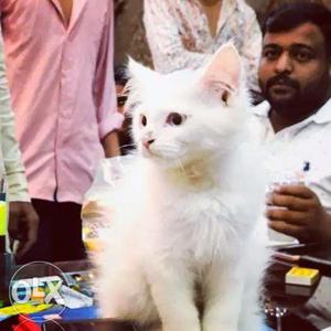 Persian cat female kitten pure white 2month baby