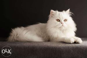 Persian cat for sale 1 year old