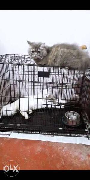 Persian cat for sale six month old male and