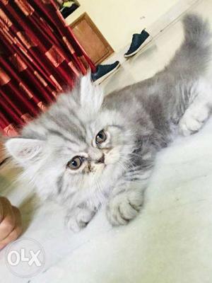 Persian cat male. 60 days old. don't give cheap