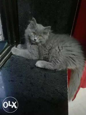 Persian cat male age 7 month with medicine, food