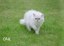 Persian cat only 3 months age plz contact