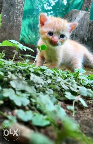 Persian female cross kittens ‘ 40 days female kitten,