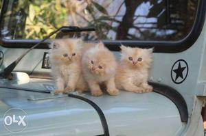Persian kitten, female kitten good, healthy long tag percian