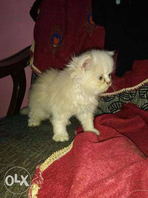 Persian kitten for sale