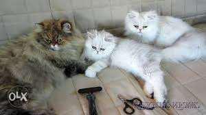 Persian kitten for sale in Noida